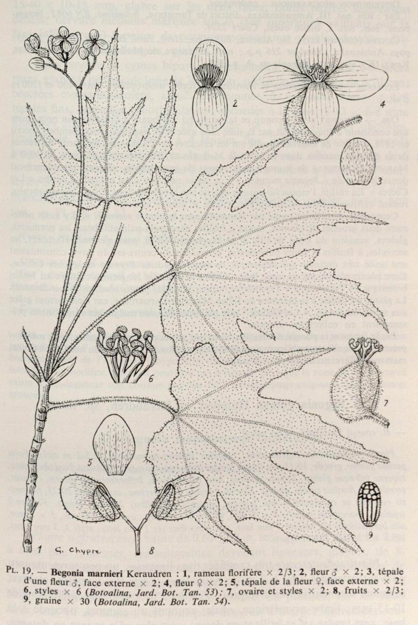 B. marnieri